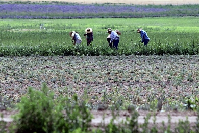 O príncipe, os brasileiros e a expansão das agroflorestas