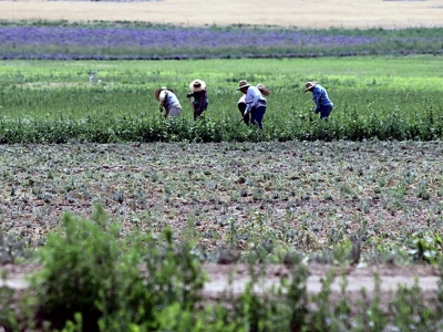 O príncipe, os brasileiros e a expansão das agroflorestas