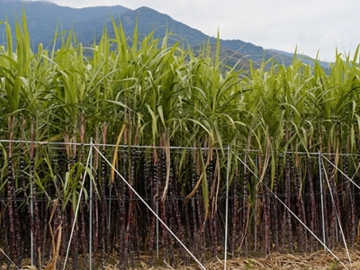 AVANÇOS NA PRODUÇÃO DE CANA-DE-AÇÚCAR FAZ DO BRASIL LÍDER NO SETOR