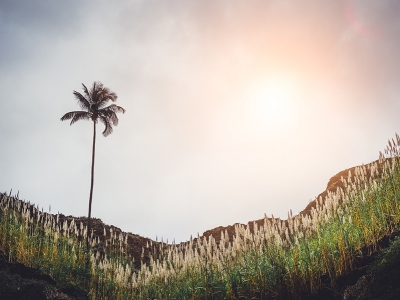 Cana-de-açúcar vai sofrer impacto do clima, diz CEO da BP-Bunge