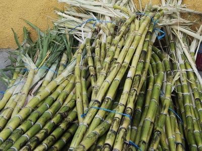 Cana-de-açúcar uma cultura que une o Brasil João Guilherme Sabino Ometto