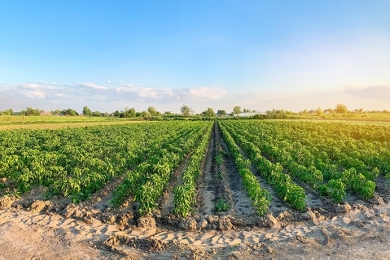 Agro paulista cresce 13,1% no ano