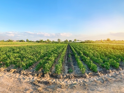 Agro paulista cresce 13,1% no ano