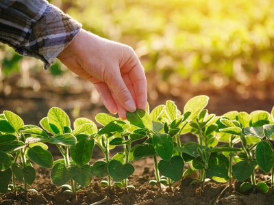 Plantio de soja avança forte no Brasil