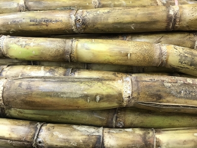 Como funciona a economia circular da cana-de-açúcar