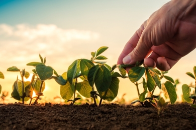 Produção de soja no Brasil deve aumentar 5% em 2022 e bater novo recorde