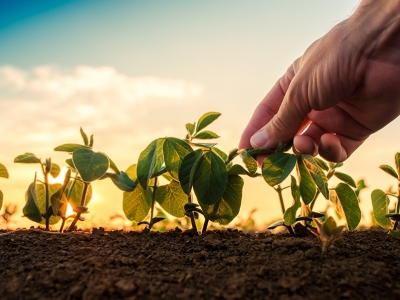Produção de soja no Brasil deve aumentar 5% em 2022 e bater novo recorde