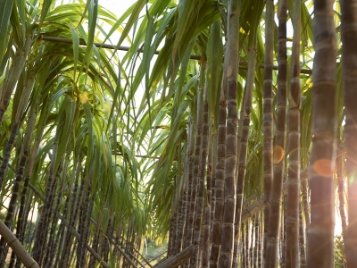 Setor de açúcar e etanol: como foi a safra 2021/22 e o que esperar no próximo ano?