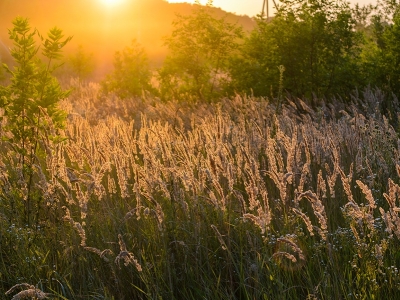 Novas práticas e tecnologias reduzem consumo de água no setor sucroalcooleiro