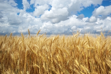 Trigo pode impactar a segurança alimentar global