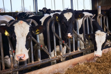 Exportação de carne bovina bate novo recorde em janeiro