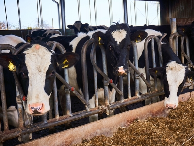 Exportação de carne bovina bate novo recorde em janeiro