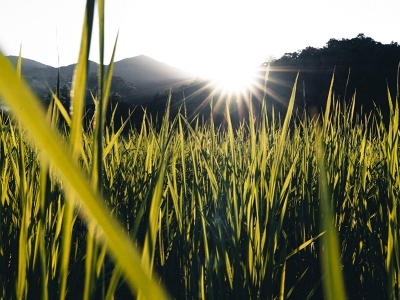 Arroz é alternativa para reduzir custos de produção