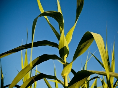 Setor sucroenergético melhora desempenho entre 26 setores da economia em 2020
