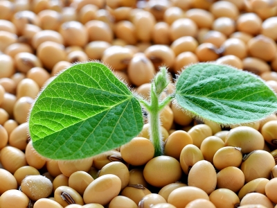Comercialização de soja apresenta lentidão