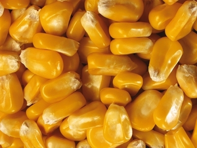 Milho começa a quarta-feira recuando em Chicago