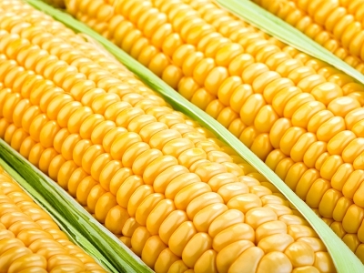 Produção de etanol de milho supera a de álcool de cana-de-açúcar em MT e deve ser 236% maior neste ano