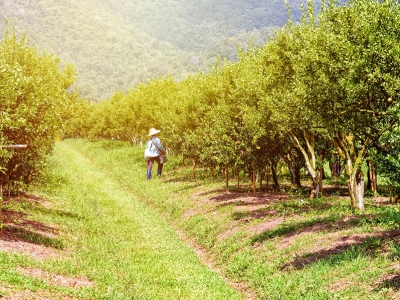 Goiás fomenta trabalho de agricultores