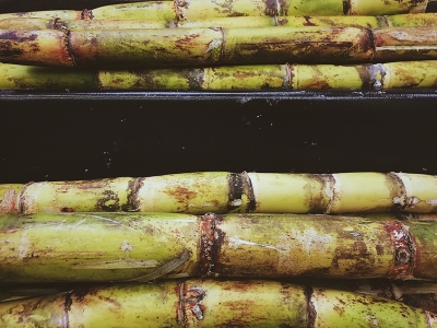 Açúcar bruto na ICE ganha 10% em março, mas variação diária nos preços foi pequena