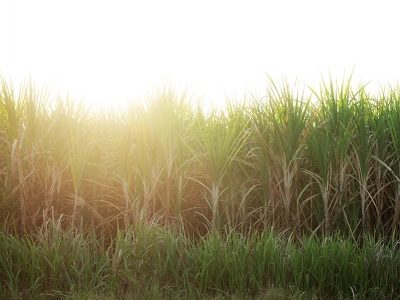 Setor sucroenergético tem ciclo positivo e rentável, mas há pouco espaço para expansão