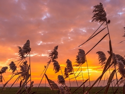 Coaf começa distribuição de novas variedades de cana para cooperados