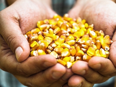 USDA mantém estimativa de estoque para milho dos Estados Unidos