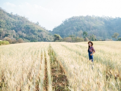 Brasil colherá mais trigo independentemente de transgênico