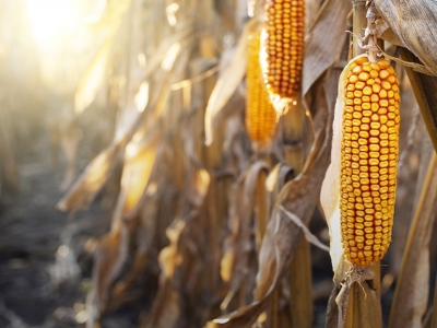 Colheita de milho atinge 94% das áreas em MT, diz Imea; Pátria vê 63,4% para Brasil