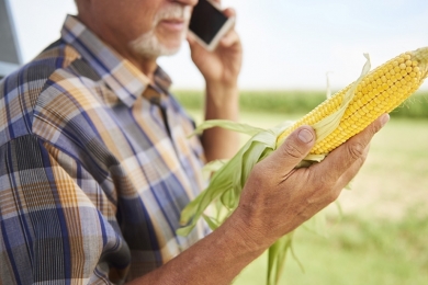 Datagro prevê safra brasileira de milho 2021/22 em 116,1 milhões de toneladas