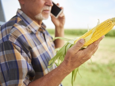 Datagro prevê safra brasileira de milho 2021/22 em 116,1 milhões de toneladas