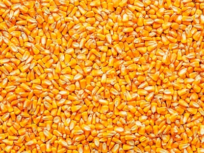 Condições do milho caem na França por conta de onda de calor