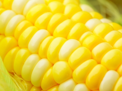 Safra de milho vem recorde, mas sem muito espaço para quedas nos preços