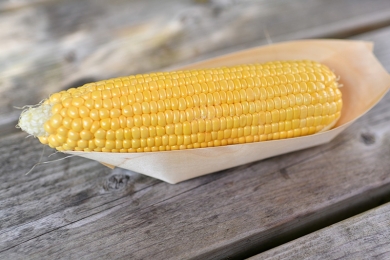 Colheita de milho nos Estados Unidos está 5% concluída, diz USDA