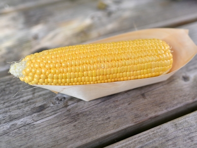 Colheita de milho nos Estados Unidos está 5% concluída, diz USDA