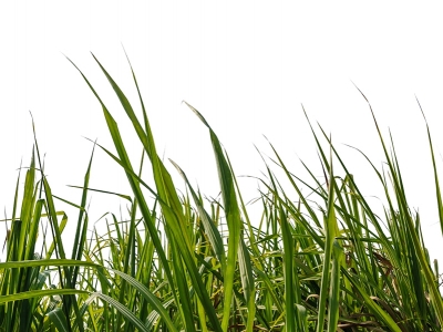 Raízen prevê elevar moagem de cana em 8% na próxima safra após recuo em 2022/23