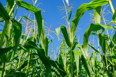 Plantio do milho de primeira safra atinge 70% da área prevista no país, diz AgRural