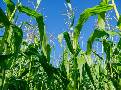 Plantio do milho de primeira safra atinge 70% da área prevista no país, diz AgRural