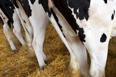 Caso de ‘vaca louca’ não afeta mercado de consumo