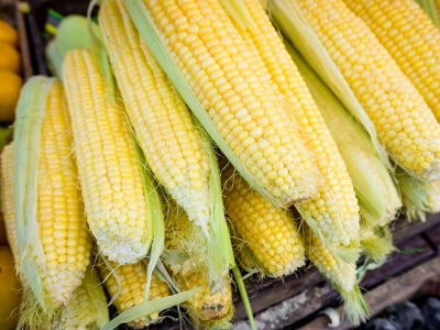 Colheita de milho atinge 54% da área projetada no Rio Grande do Sul