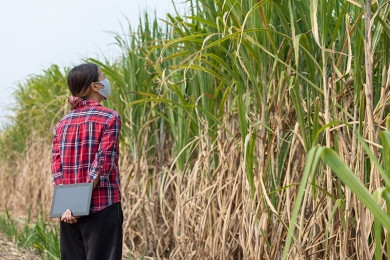 Cofco International projeta produção de 17,5 mi t de cana-de-açúcar na safra 2023/24