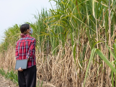 Cofco International projeta produção de 17,5 mi t de cana-de-açúcar na safra 2023/24