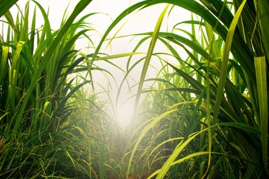 Fenasucro & Agrocana apresenta megatendências da bioenergia