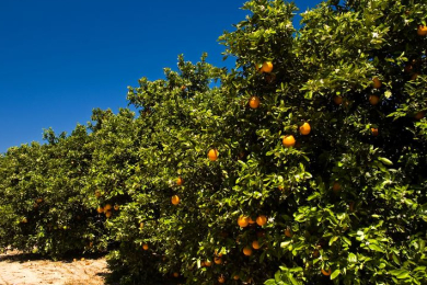 Produção global de laranja em 2023/24 deve subir 1,8%, para 48,82 mi de t