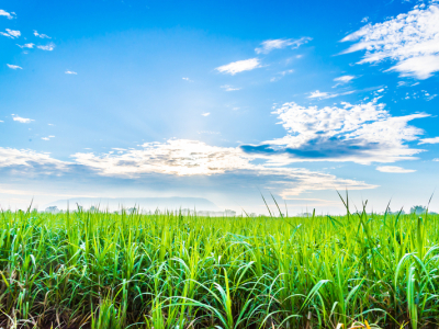 Moagem deverá chegar a 622,1 milhões de toneladas de cana na safra 2024/25