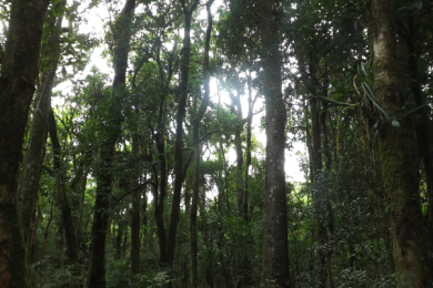 Desmatamento no Brasil cai 11,6% em 2023, aponta MapBiomas