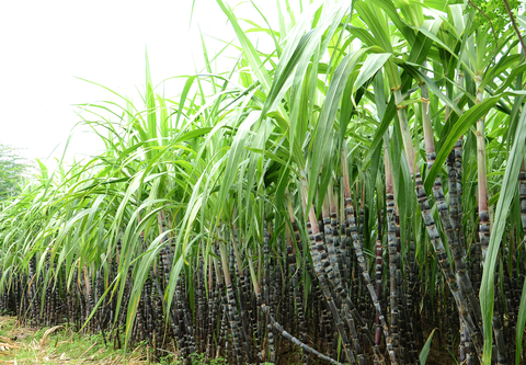Uso do Robô Solix em cana-de-açúcar deve mais que dobrar na próxima safra