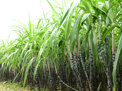 Uso do Robô Solix em cana-de-açúcar deve mais que dobrar na próxima safra