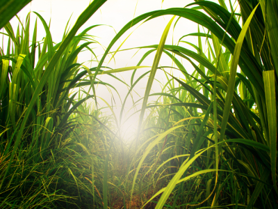 Moagem de cana atinge 44,75 milhões de toneladas na primeira quinzena de maio