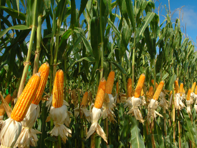 Colheita do milho avança e preços variam entre regiões