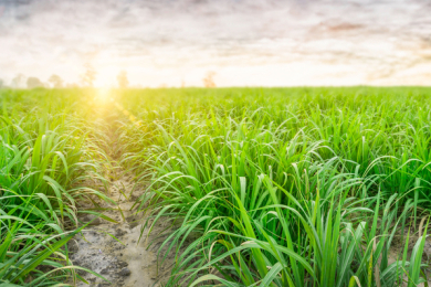 Potencial de crescimento traz otimismo ao setor bioenergético brasileiro